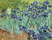 Vincent Van Gogh Irises oil on canvas